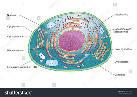 Top View Mammalian Cell Structure Cellular 스톡 일러스트 1176005269 | Shutterstock