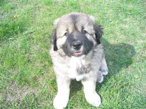 Caucasian Shepherd Puppies: Everything You Need to Know | The Dog People by Rover.com