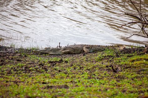 Crocodile Lake Safari - Free photo on Pixabay - Pixabay