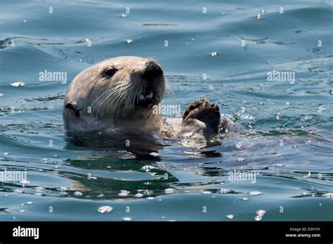 Sea otter eating hi-res stock photography and images - Alamy