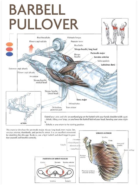 "Barbell Pullover - Exercise Diagram" Poster for Sale by superfitstuff ...