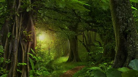 Dense Forest Wallpapers - Top Free Dense Forest Backgrounds ...