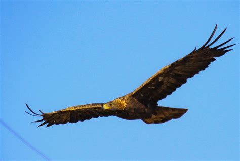 Falcon Images: Picture Of Golden Eagle Flying