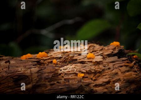 Witches' butter mushroom Stock Photo - Alamy