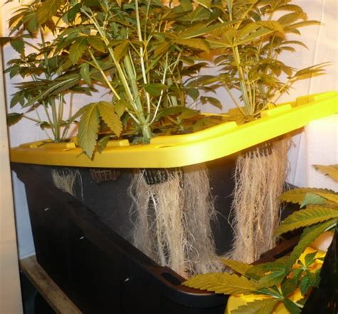 What Is Aeroponics? Why You Want An Aeroponic System - Aeroponics DIY