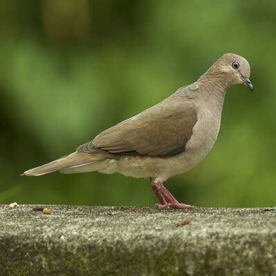 White-tipped Dove (Leptotila verreauxi) :: BirdWeather