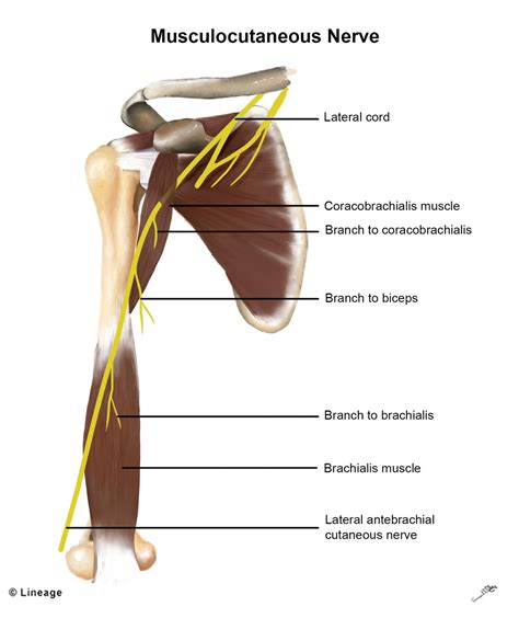 Musculocutaneous Nerve - MSK - Medbullets Step 1