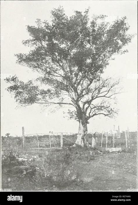 Ceiba tree cuba hi-res stock photography and images - Alamy