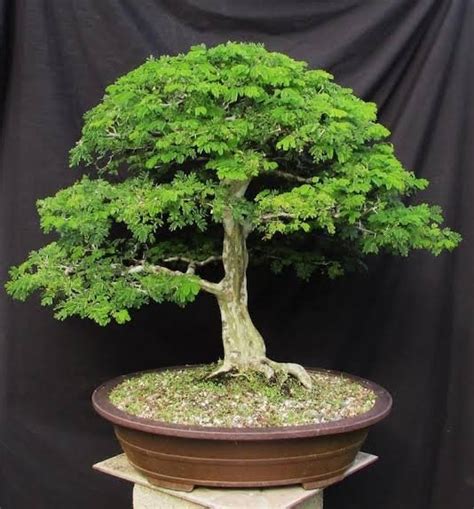 Jual Biji Benih Pohon Trembesi Bonsai di Lapak Cedrus | Bukalapak