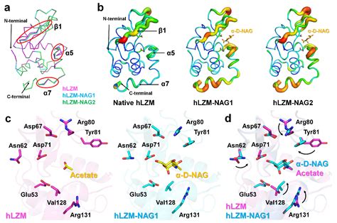 Applied Sciences | Free Full-Text | Crystal Structure of Human Lysozyme Complexed with N-Acetyl ...