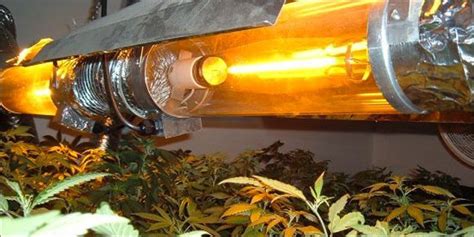 Grow Better Cannabis With LED Lights - Sociedelic