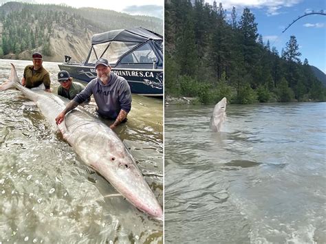 Huge 100-year-old Sturgeon Caught by Newbie Fishermen, Thrown Back in River - Newsweek