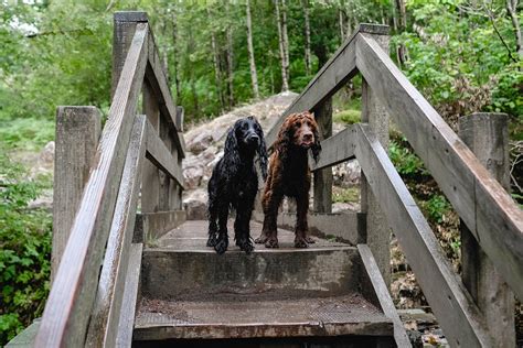 Dog Friendly Guide to The Lake District | Steph & The Spaniels: Dog ...