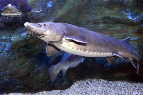 Kaluga Sturgeon - A-Z Animals