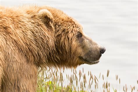 Definitive Guide To Kodiak Bear Facts, Habitat, Conservation Status ...