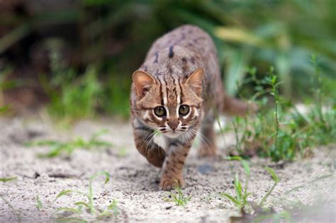 Smallest Wild Cats in the World