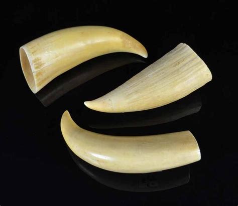 Marine Ivory Whale Teeth Collection - Natural History - Industry ...