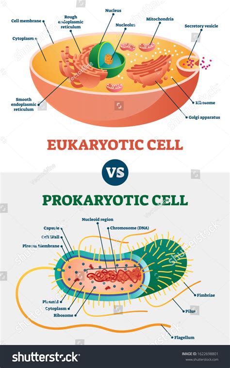 Eukaryotic vs Prokaryotic cells, educational biology vector illustration diagram. Microbiology ...