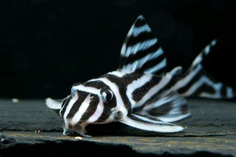 Zebra Pleco: Info with Care Details and Pictures