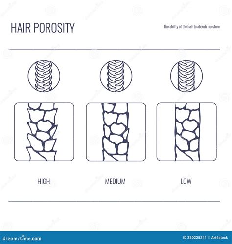 Hair Porosity Types Chart of Low, Normal, High Porous Strand in Line Style Stock Vector ...