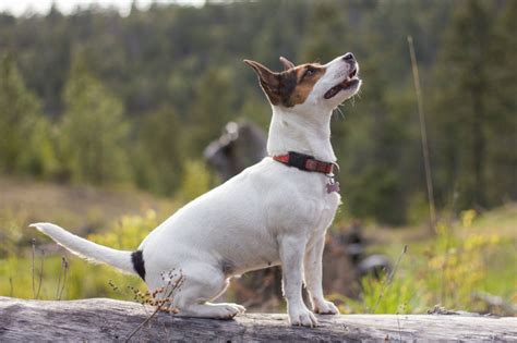 Treeing Feist | National Kennel Club