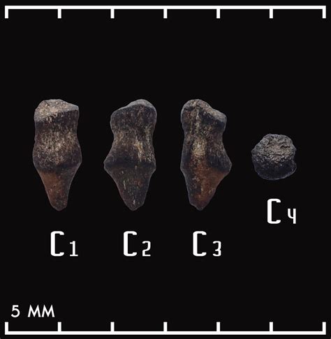 A possible eocene crocodile teeth? - Fossil ID - The Fossil Forum