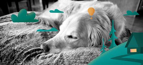 The Best Sleep Sounds For You And Your Dog | BetterSleep