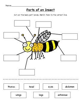 Parts of an Insect Cut & Paste by Ansley Henke | TPT