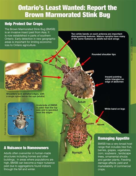 marmorated stink bug life cycle - Provides A Good Bloggers Ajax