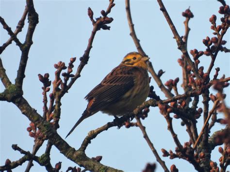 yellowhammer female.JPG | BirdForum