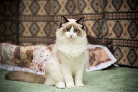 Do Ragdoll Cats Shed a Lot? The Attention-grabbing Reply! - Pets Fame