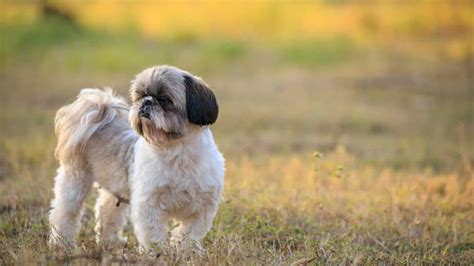 8 Dog Breeds Perfect For Senior Citizens | News | Zee News