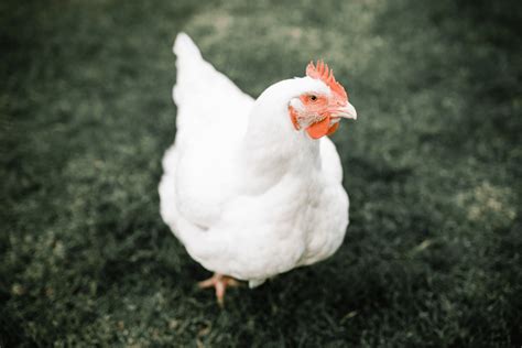 Broiler Chicken Breeds: 16 of the Best Meat Chickens - Amy K. Fewell