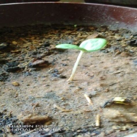 Epigeal germination of a Burkea africana seed. | Download Scientific Diagram