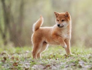 What Is A Husky Inu? Shiba Inu Husky Mix - My First Shiba Inu