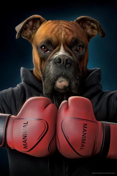 Details 78+ boxer dog wallpaper best - in.coedo.com.vn