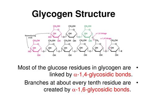 Glycogen Function And Structure - Image to u