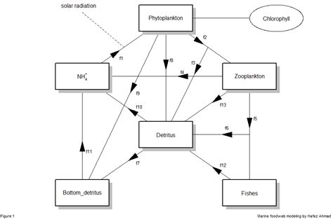 Simple Ecological modeling. 1: Marine Ecosystem modeling | by Hafez ...