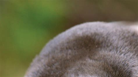 Platypus breeding helped by river flows | Shepparton News