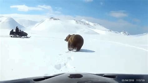 Just A Car Guy: Old bear lets the snowmobilers know he wants them to ...
