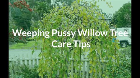 Weeping Pussy Willow Tree Care Tips - See The Plant Nicknamed Cousin Itt - YouTube