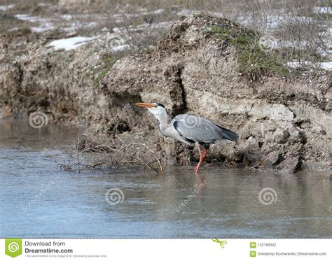 Grey Heron in Breeding Plumage Stands in a Water Stock Photo - Image of ...