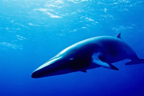 10 Largest Whale Species on the Planet (with Photos) - WildlifeTrip