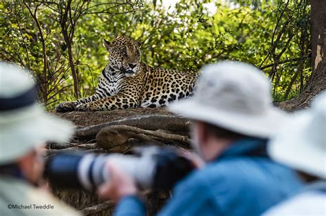 Wildlife Photography Tips: Capturing the Perfect Shot