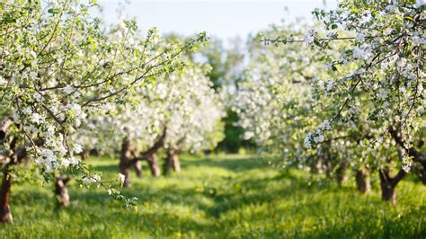 Ideas On How To Use An Old Orchard