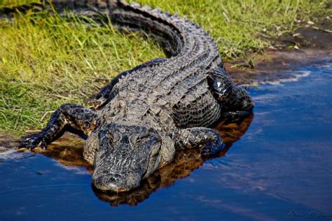 What Eats An Alligator Or Crocodile? | Earth Life