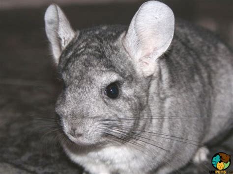 Chinchilla Rodent Breed | UKPets