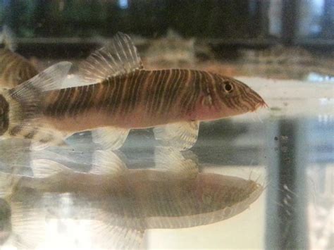 Zebra loach side view photo and wallpaper. Cute Zebra loach side view ...