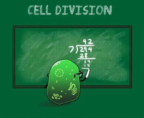 CELL DIVISION7J