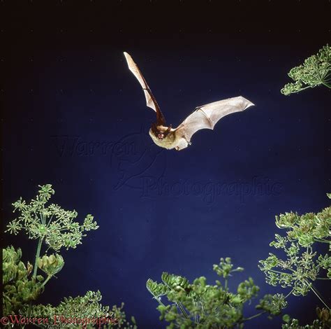 Serotine Bat in flight photo WP10290